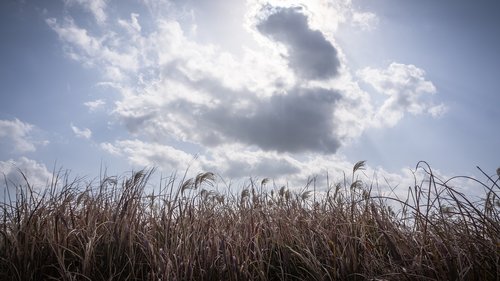 silver grass  autumn  nature