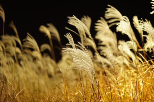 silver grass reed autumn