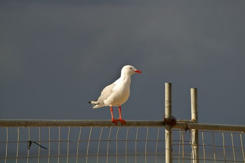 silver gull seabird perched