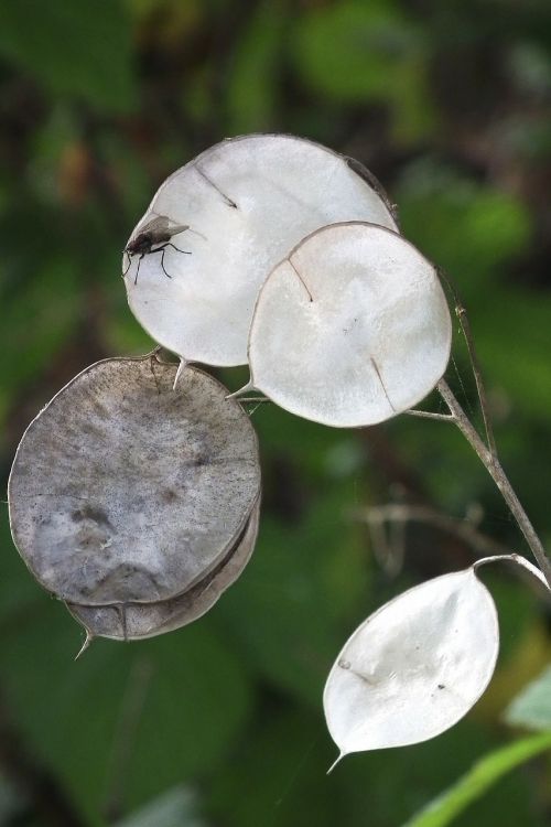 silver leaf silberling silver