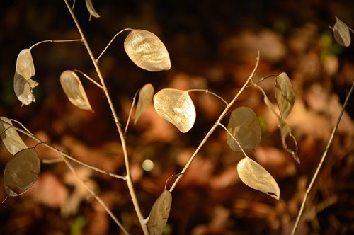 silver leaf  lunaria  cruciferous plant