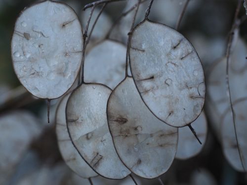 silver leaf lunaria silberling