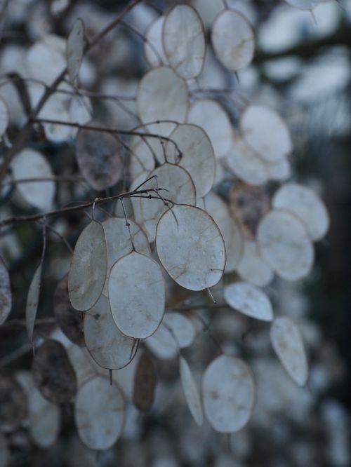silver leaf lunaria silberling