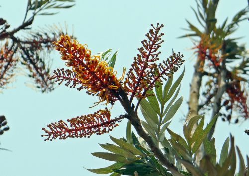 silver oak grevillea robusta flower spikes