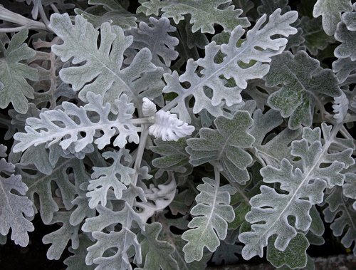 silver plant  white leaf  nature