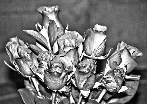 silver roses perennial rosaceae