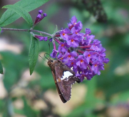 silver-spotted skipper butterfly butterfly bush