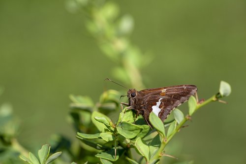 silver-spotted skipper  nature  insect