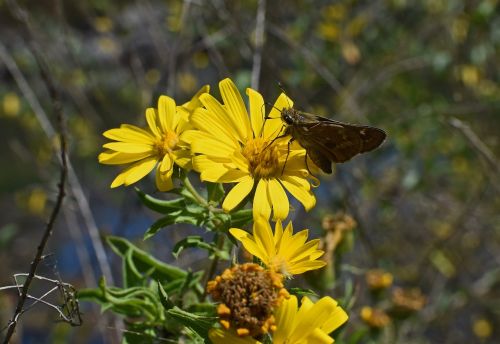 silver-spotted skipper in sunflower butterfly insect