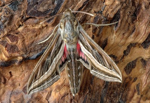 silver striped  hawkmoth  moth