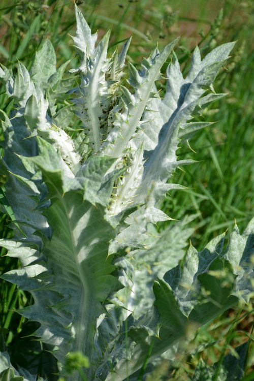 silver thistle close growth