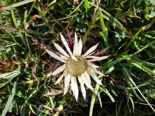 silver thistle blossom bloom