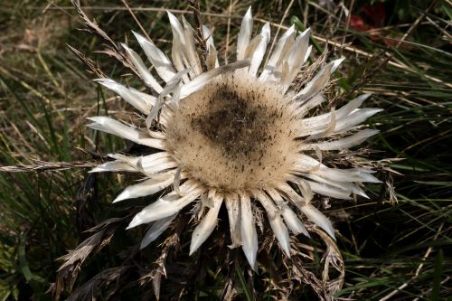 silver thistle open protected plant