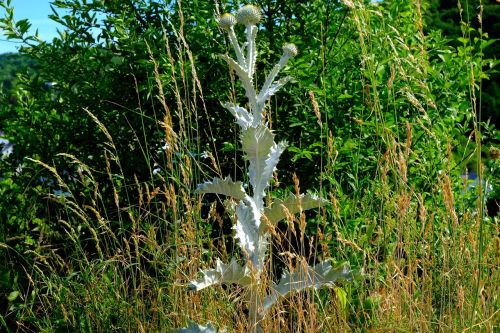 silver thistle plant thistle