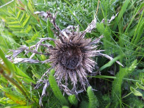 silver thistle meadow flower