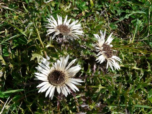 silver thistle thistle blossom