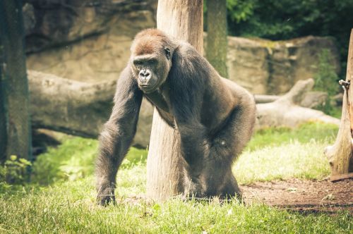 silverback gorilla ape