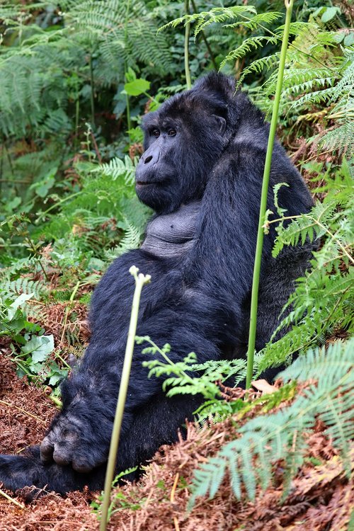 silverback  gorilla  uganda