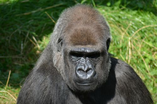 silverback gorilla male gorilla mountain gorilla