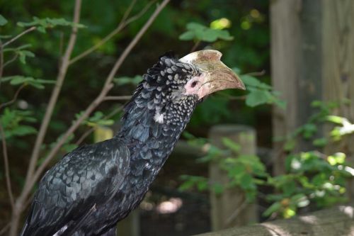 silvery-cheeked hornbill bird zoo