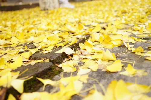 simple flowers and plants ginkgo