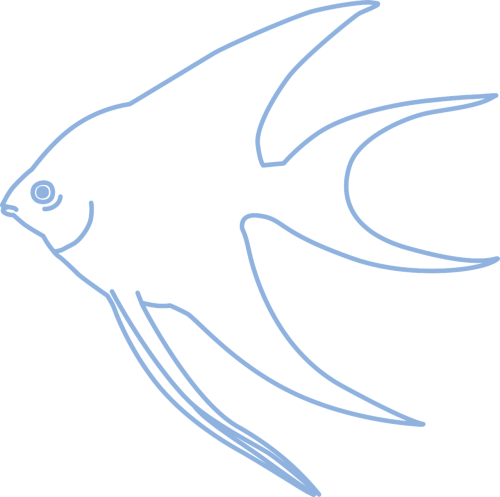 simple angelfish tropical fish