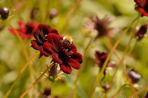 simple dahlia red flower garden