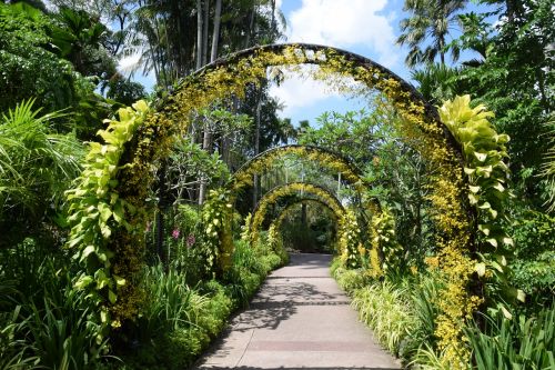 singapore botanical garden orchard flower arch