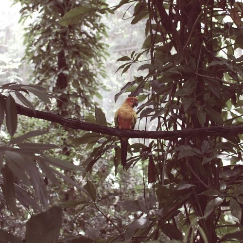 singapore bird parrot