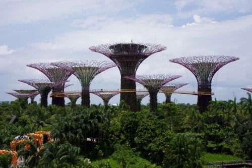 singapore gardens trees