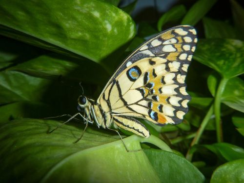 singapore butterfly green