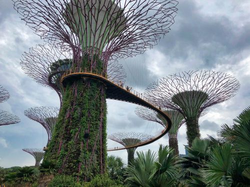 singapore gardens by the bay tree