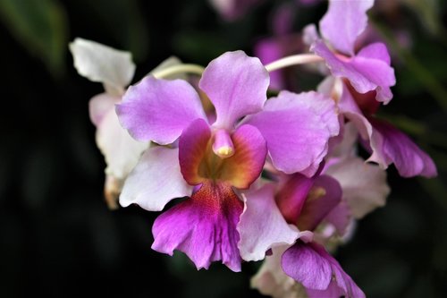 singapore  orchids  flower