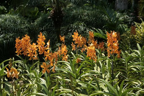 singapore  orchids  flowers