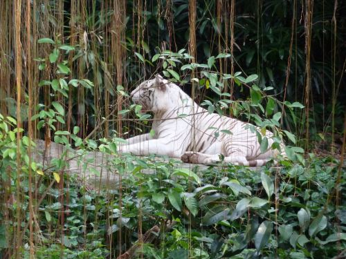 singapore zoo white tiger singarpur