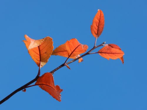 single branch nature