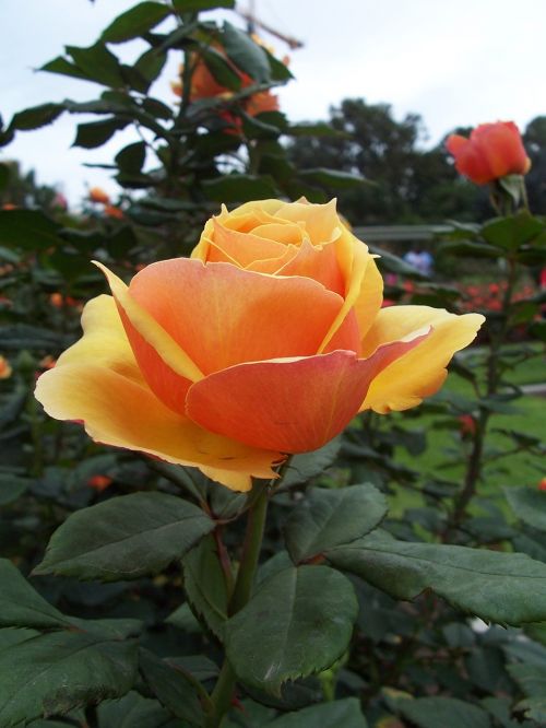 single peach rose