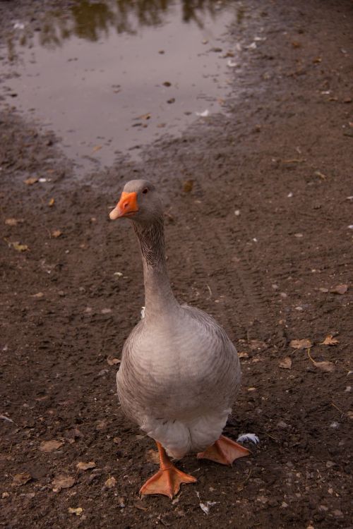 single goose bird