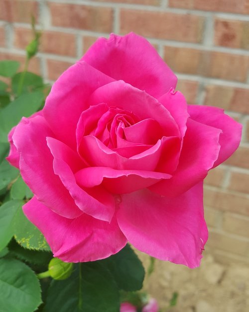 single  pink  rose