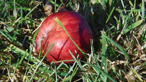 single apple  grass  red