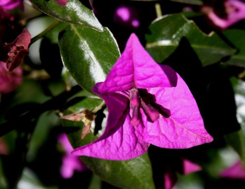 Single Bougainvillea Flower