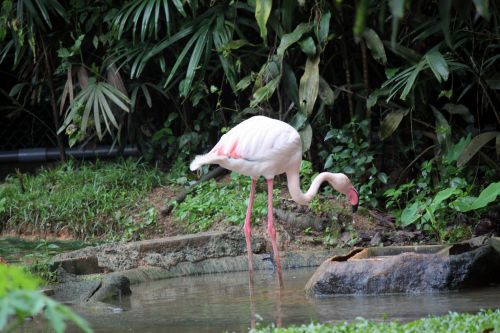 Single Flamingo On The Pond