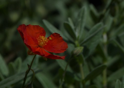 single flower  flower  red