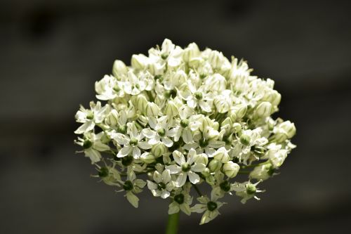 single flower macro white