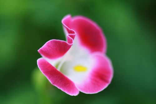 Single Flower Close Up