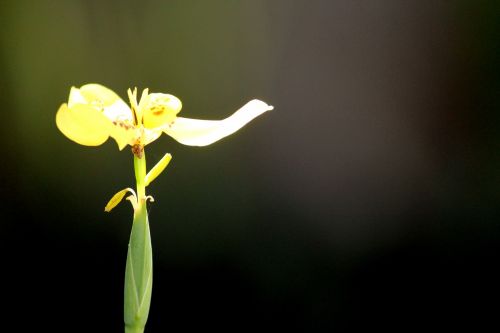 Single Flower Under The Sun