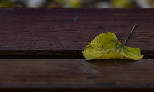 single leaf yellow leaf autumn leaf