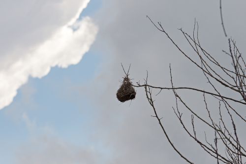 Single Old Weaver&#039;s Nest