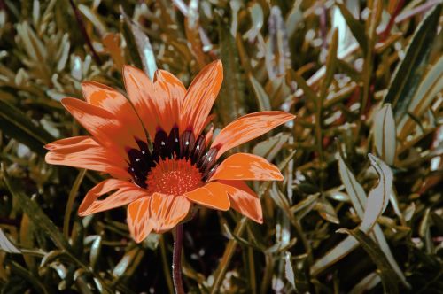 Single Orange Flower