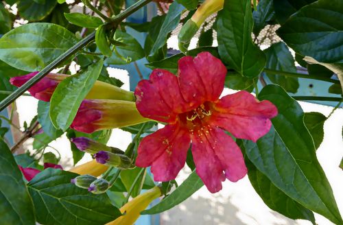 Single Pink Flower